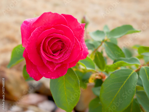 Pink rose blooming