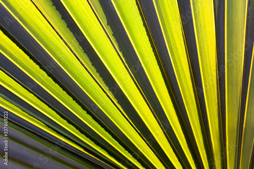 Fototapeta Naklejka Na Ścianę i Meble -  Abstract striped natural background. Details of dark green palm leaf.
