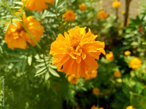 Tagetes erecta (Mexican marigold, Aztec marigold, African marigold) with natural background