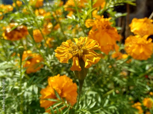 Tagetes erecta  Mexican marigold  Aztec marigold  African marigold  with natural background