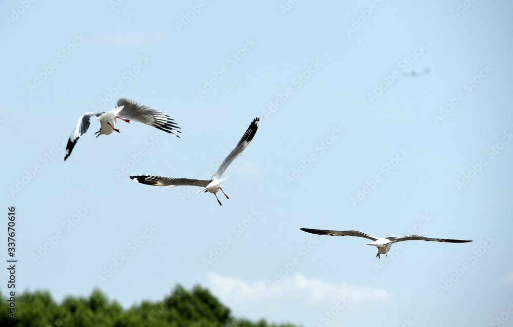 Seagulls flying over the sea. Pier on background Seagulls flying over the sea. Pier on background