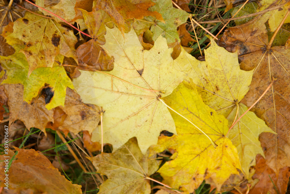 Autumn leaves on the ground. Abstract background Autumn leaves on the ground. Abstract background