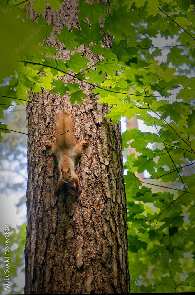 Obraz premium A small squirrel descends down the tree trunk.