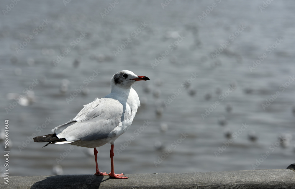Seagulls flying over the sea. Pier on background Seagulls flying over the sea. Pier on background