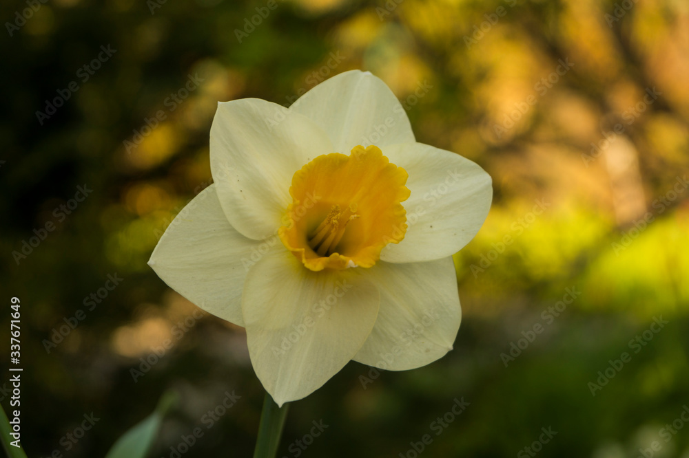 Narcissus flower in the garden, ornamental flowerbed plant. Photo in the natural environment. Narcissus flower in the garden, ornamental flowerbed plant. Photo in the natural environment.