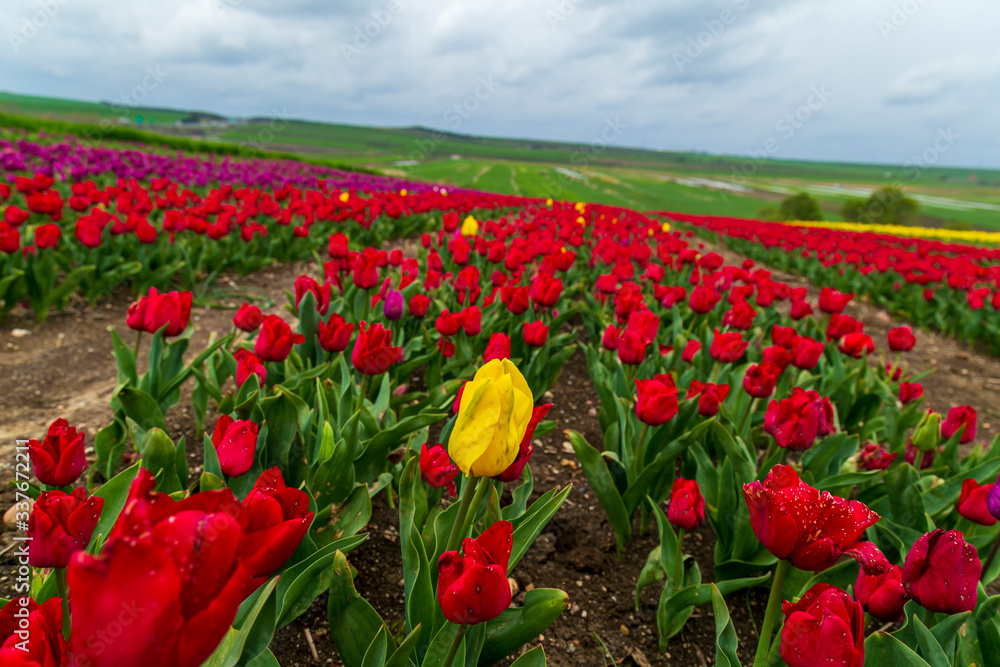 A magical landscape with blue sky over tulip field in Silivri, Istanbul