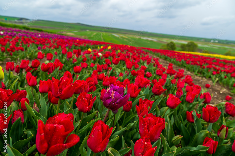 A magical landscape with blue sky over tulip field in Silivri, Istanbul