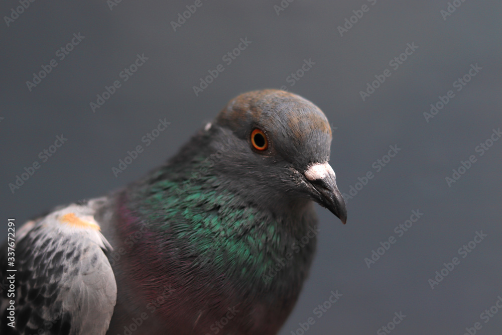 Obraz premium Close up head shot of beautiful pigeon bird, Pigeon close up on blue background