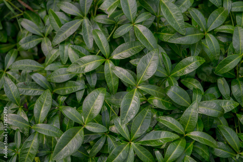 Vinca L. Creative layout made of green leaves. Flat lay. Nature background