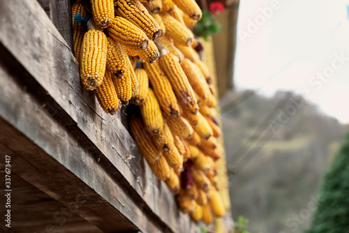 Organic corn in an Asturian traditional Horreo on autumn photo