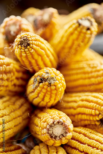 Wallpaper Mural Organic corn in an Asturian traditional Horreo on autumn Torontodigital.ca