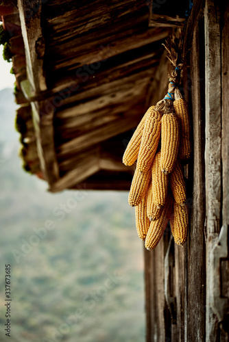 Wallpaper Mural Organic corn in an Asturian traditional Horreo on autumn Torontodigital.ca