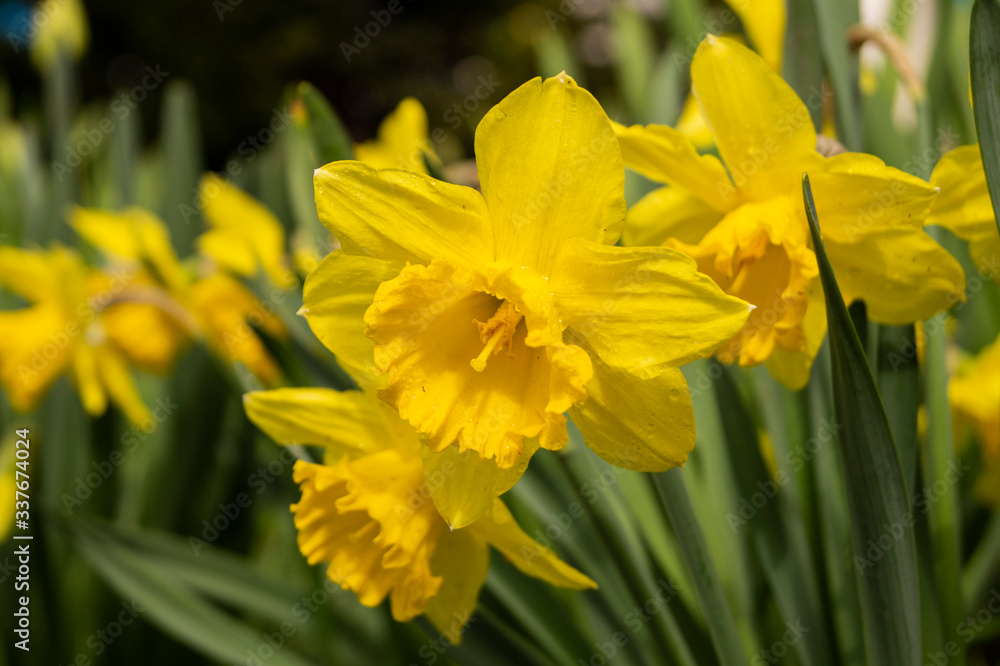 Narcissus flower in the garden, ornamental flowerbed plant. Photo in the natural environment. Narcissus flower in the garden, ornamental flowerbed plant. Photo in the natural environment.