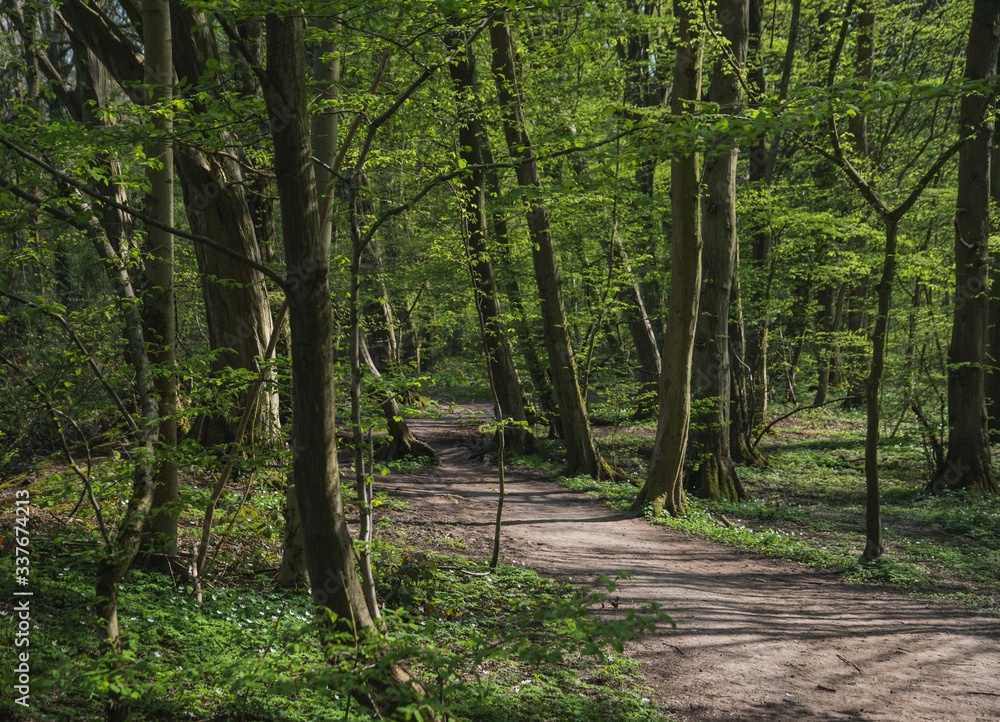 Obraz premium path in the forest