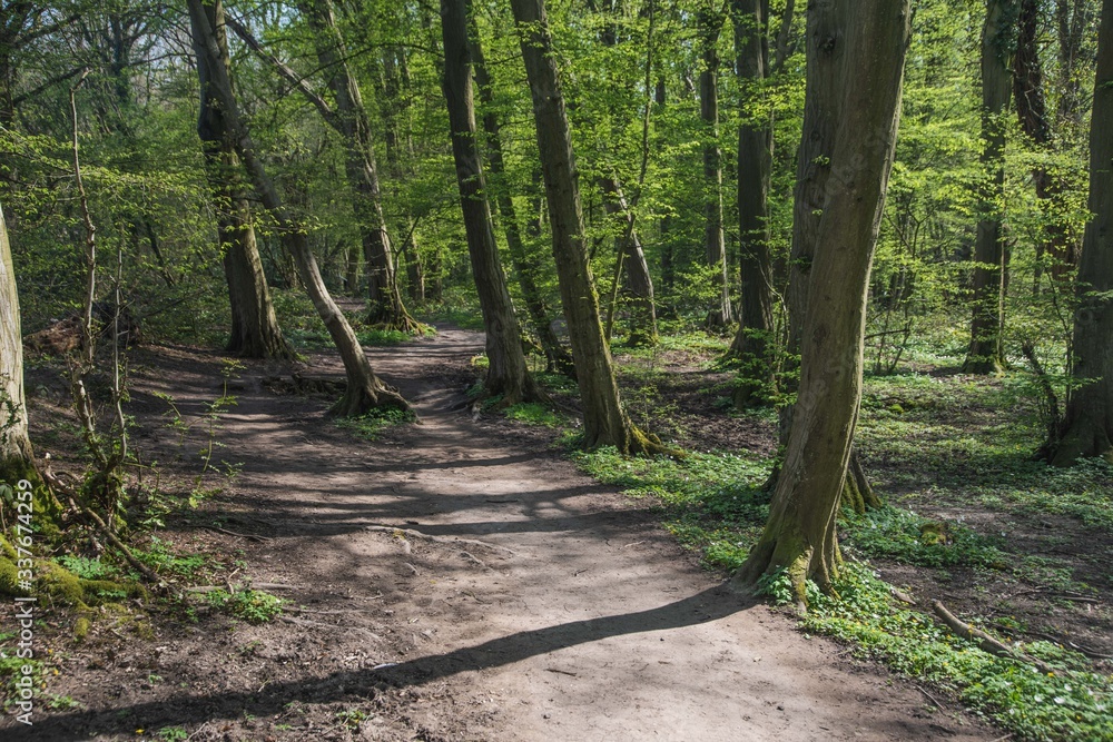 Obraz premium path in the woods