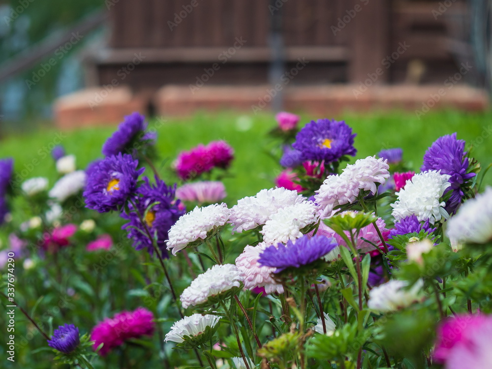 Obraz premium Flowerbed with chrysanthemums (asters) of different colors.