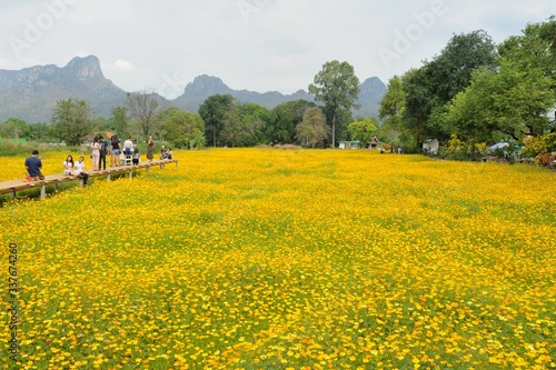 Flower  farm in graden