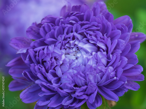 Flowers of chrysanthemum (aster) of lilac (violet) color close-up.