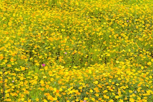 Flower  farm in graden