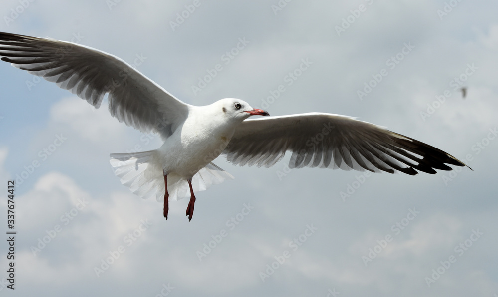 Seagulls flying over the sea. Pier on background Seagulls flying over the sea. Pier on background