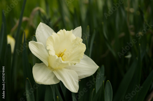Narcissus flower in the garden  ornamental flowerbed plant. Photo in the natural environment.