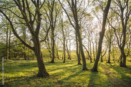 Sunset Woodland Forrest Scene Texture Background