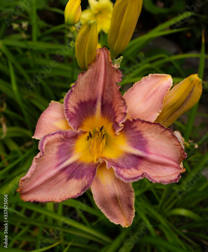 Daylily, flower in the garden, decorativel plant for flower beds. Photo in the natural environment. photo