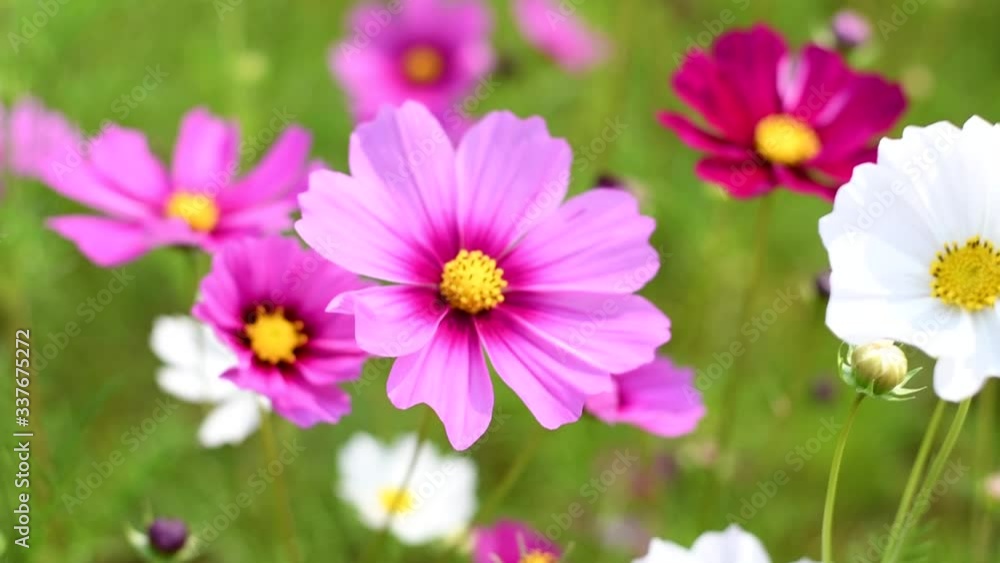 colorful cosmos flowers swaying in the heavy wind colorful cosmos flowers swaying in the heavy wind