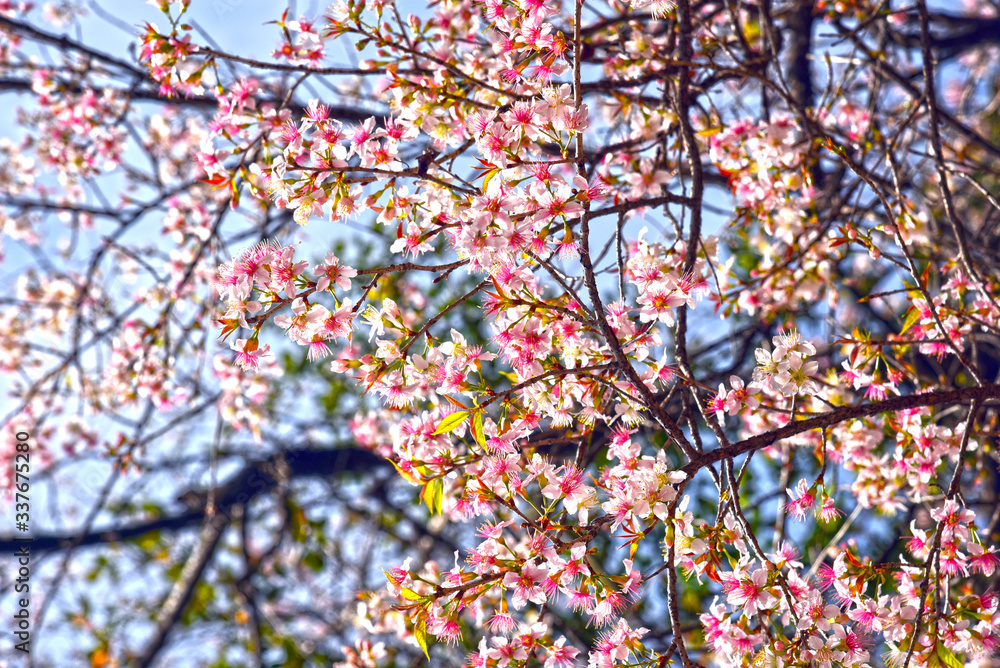 Spring Flowers, Beauty Of Nature, Incrediable Himachal, Blooming Flowers, Fink Flowers On Tree Spring Flowers, Beauty Of Nature, Incrediable Himachal, Blooming Flowers, Fink Flowers On Tree
