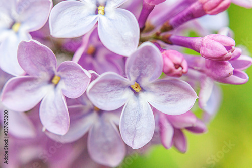 Beautiful smell violet purple lilac blossom flowers in spring time. Close up macro twigs of lilac selective focus. Inspirational natural floral blooming garden or park. Ecology nature landscape © Юлия Завалишина