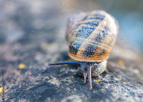 Detail of a Snail photo