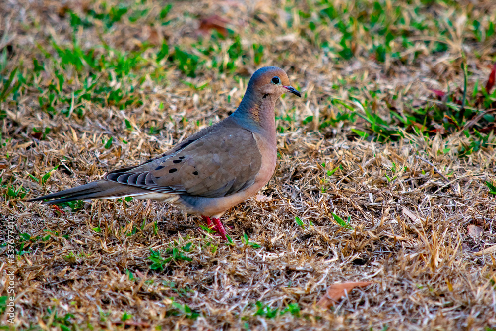 Mourning Dove Mourning Dove