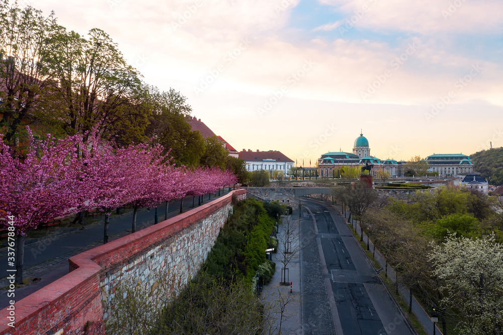 Europe Hungary Budapest. The famous Buda Castle Royal Palace on a Spring afternoon with blooming cherry blossom
