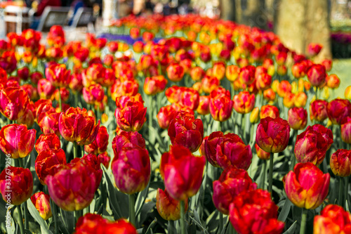 colorful flowers in a garden of, Emirgan. Emirgan tulip festival, İstanbul. © Birol