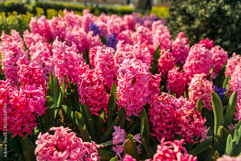colorful flowers in a garden of, Emirgan. Emirgan tulip festival, İstanbul. colorful flowers in a garden of, Emirgan. Emirgan tulip festival, İstanbul.