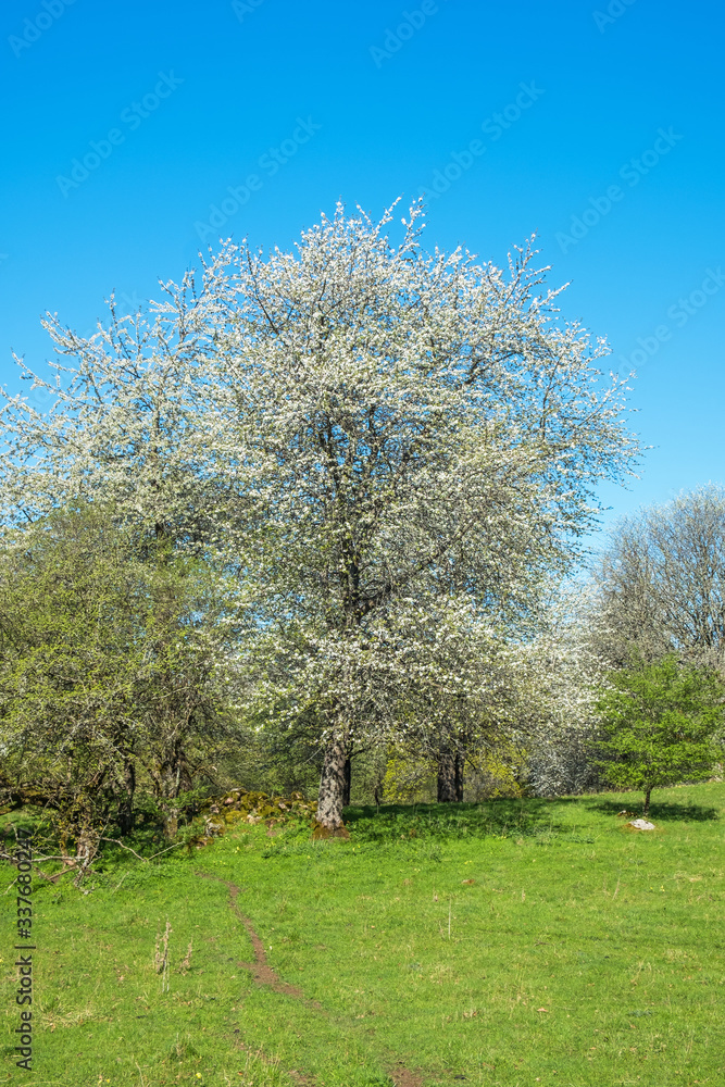 Flowering Cherry tree at a meadow with a path Flowering Cherry tree at a meadow with a path