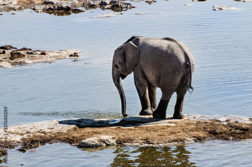 Young african elephant calf in the water Young african elephant calf in the water