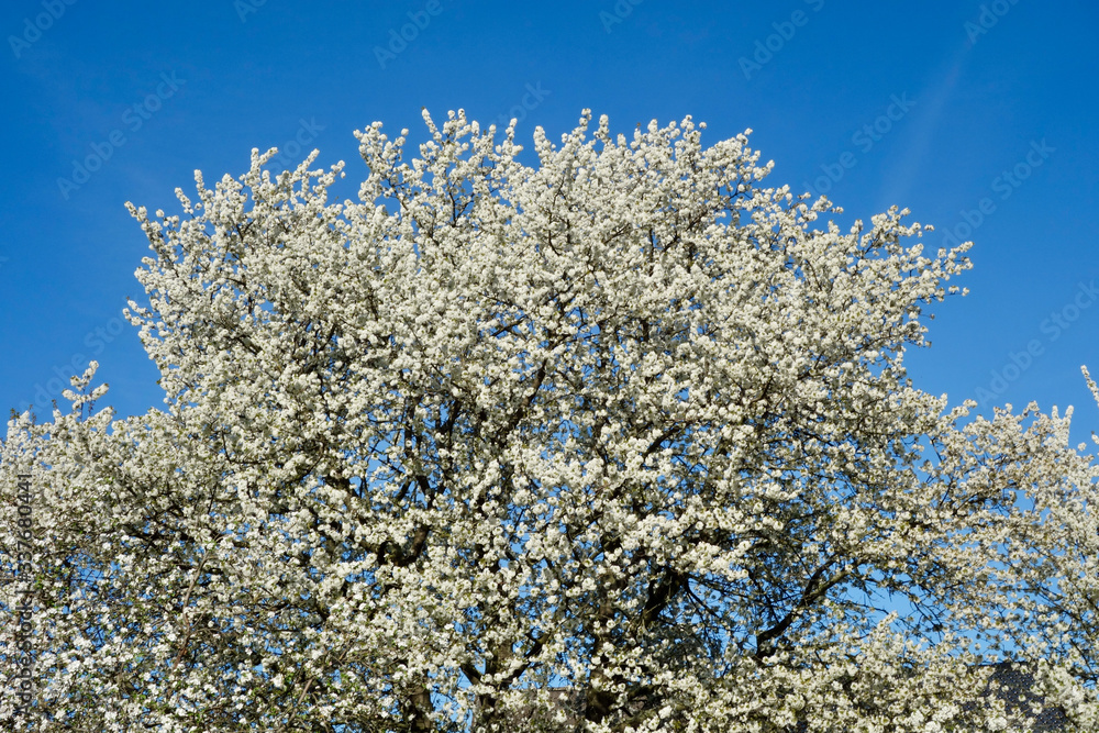 Cherry blossom, fruit blossom at springtime at the german Rhine valley
