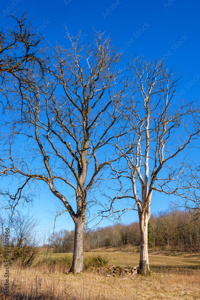 Tree snags in a country landscape in spring Tree snags in a country landscape in spring