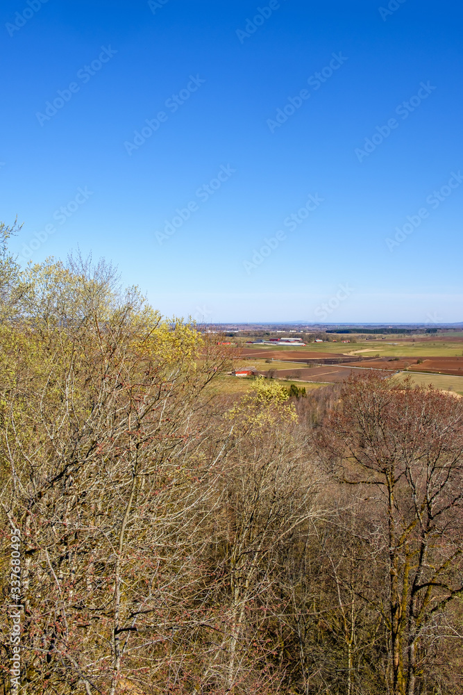 Fototapeta premium Spring woodland the countryside at spring