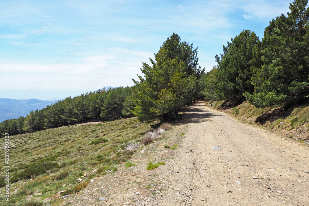 The mountain landscape with the slope covered by green grass, the big ground road, small pines on the sunny spring day. The mountain landscape with the slope covered by green grass, the big ground road, small pines on the sunny spring day.