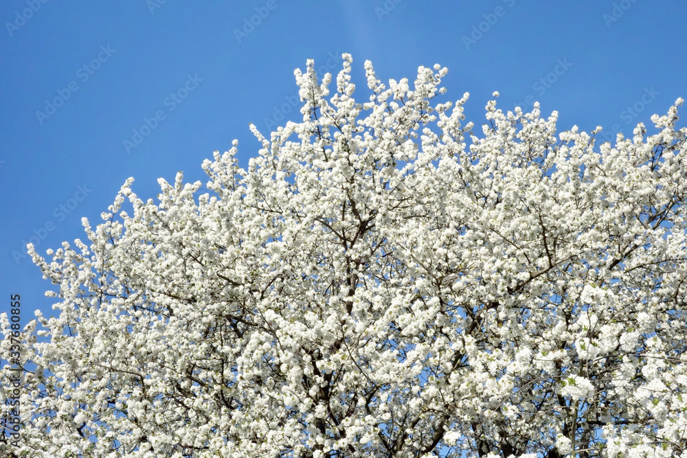 Cherry blossom, fruit blossom at springtime at the german Rhine valley