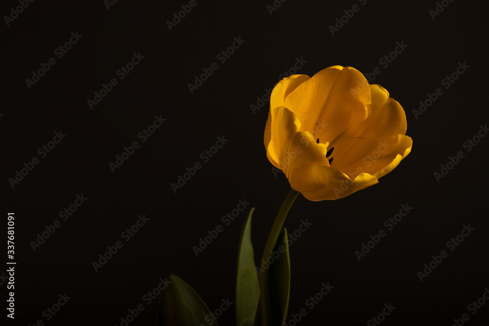 Yellow tulip on black background Yellow tulip on black background