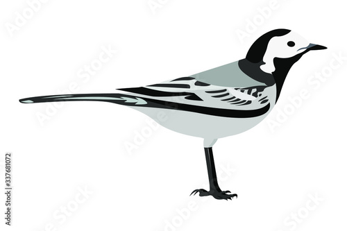 White Wagtail vector, isolated on a white background. Grey bird (Motacilla alba), stock illustration