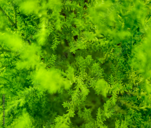 green vegetation background