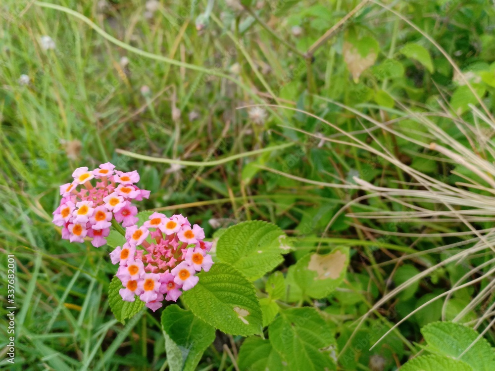 flowers in the grass