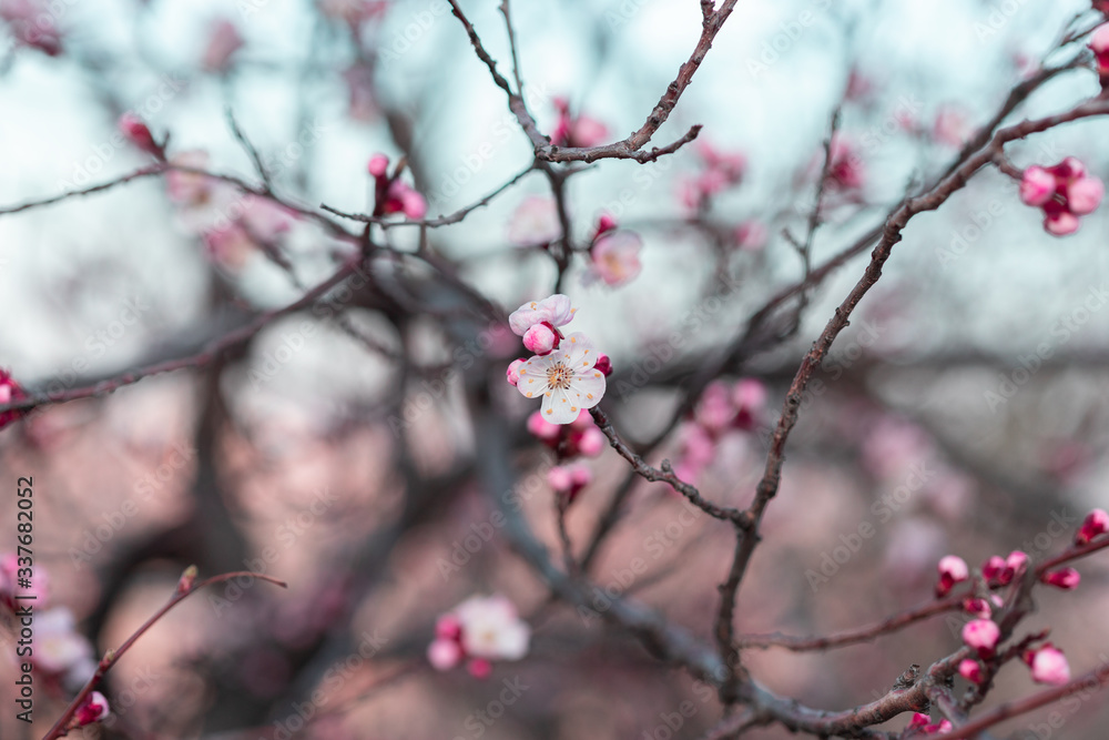 Branch of a blooming pink flowers tree