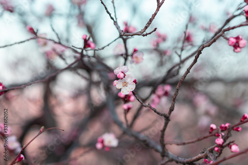 Branch of a blooming pink flowers tree
