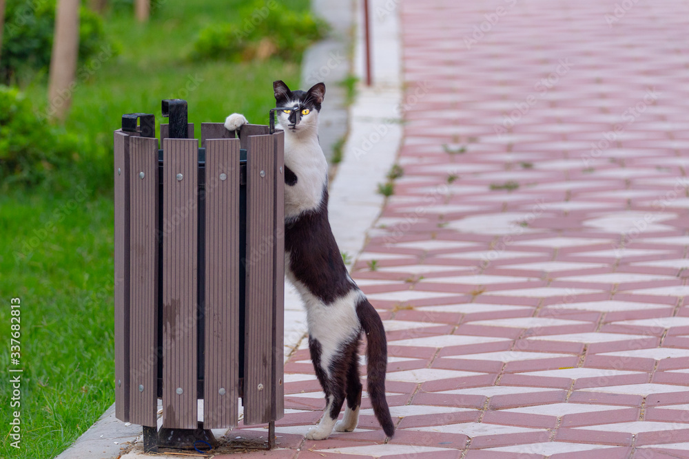 Cat stalks for food remnants in the garbage can at the park alley