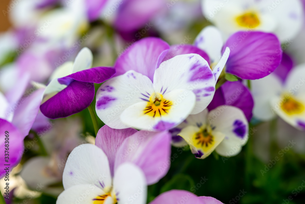 pansies multicolor in springtime pansies multicolor in springtime